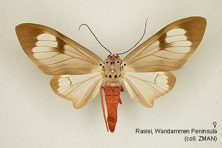 Papua Insects Foundation (Lepidoptera/Erebidae/Arctiinae/Amerila ...